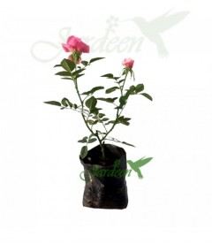 Rosa chinensis, mini rosa, roseira, rosinha, roseta, rosa miniatura