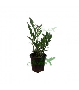 MUDA DE ZAMIOCULCAS MINI