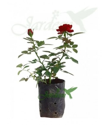 MINI ROSA COLOMBIANA / Rosa Grandiflora
