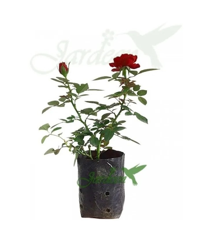 MINI ROSA COLOMBIANA, Rosa Grandiflora, rosa colombiana,