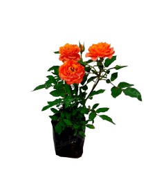 MINI ROSA COLOMBIANA, Rosa Grandiflora, rosa colombiana,