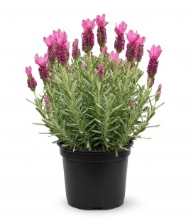MUDA DE LAVANDA STOECHAS DEEP ROSE
