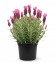 MUDA DE LAVANDA STOECHAS DEEP ROSE