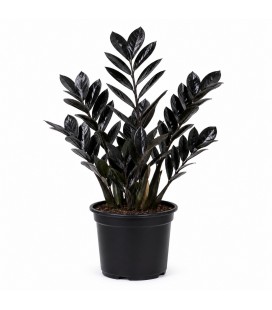 MUDA DE ZAMIOCULCA BLACK QUEEN