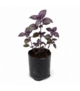 MUDA DE MANJERICÃO ITALIANO ROXO