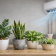 PLANTAS QUE SOBREVIVEM NO AR-CONDICIONADO LIGADO O DIA TODO