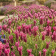 TRANSFORME SEU JARDIM EM REFÚGIO MEDITERRÂNEO COM A LAVANDA DEEP ROSE