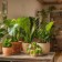 TRANSFORME A ENERGIA DA SUA CASA COM O PODER DAS PLANTAS!